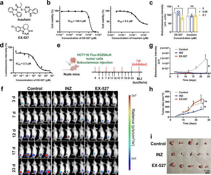 Fig. 6: Real-time measurement of SIRT1 activity and tumorigenesis treated with different SIRT1 inhibitors in animal.