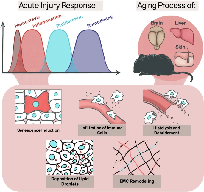 Aging: the wound that never starts healing