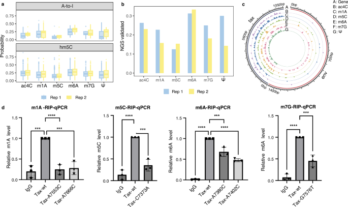 Fig. 5: Identification of modifications on HTLV-1 viral RNAs.