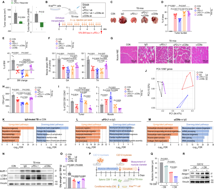 Fig. 1: Treatment with αPD-L1 promotes muscle wasting in TB mice while suppressing tumorigenesis.