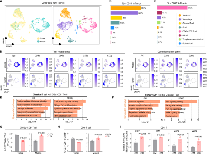 Fig. 2: Identification of CD49a+ CD8+ T cells in the skeletal muscle of TB mice.