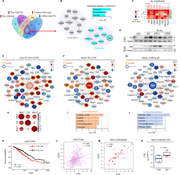 Fig. 3: Identification of CTSL as a dual-target for tumorigenesis and T cell-mediated muscle wasting.