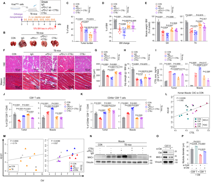 Fig. 4: CTSLi prevents αPD-L1-induced muscle wasting while enhancing anti-tumor efficacy.