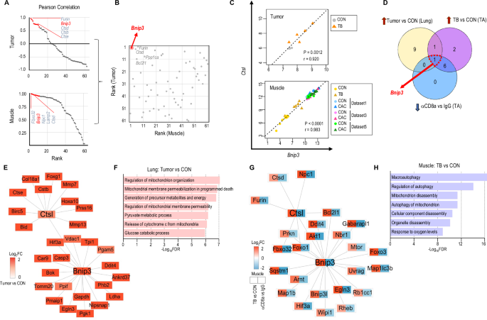 Fig. 5: CTSL-BNIP3 network dual functions in tumorigenesis and muscle wasting.