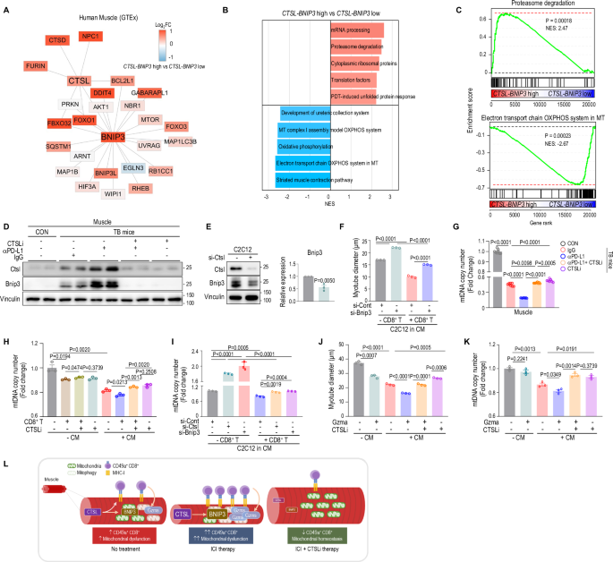 Fig. 7: CTSL-BNIP3 network promotes muscle wasting driven by cytotoxic T cells.
