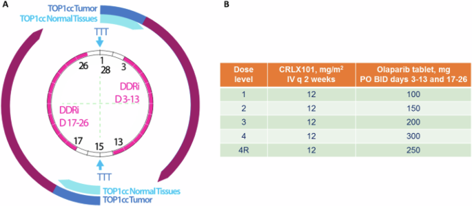 Fig. 1: Drug combination strategy and dose-escalation schedule.
