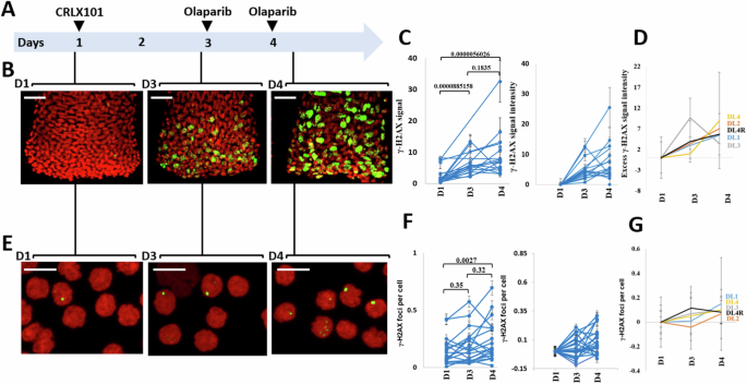 Fig. 3: Pharmacodynamic assessment of γ-H2AX formation in plucked hair bulbs and PBMCs following treatment with CRLX101 and olaparib.