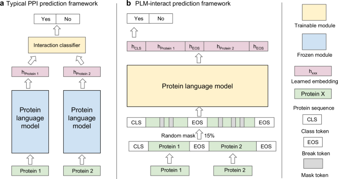 Fig. 1: A comparison of PLM-interact to an existing protein-protein interaction (PPI) prediction architecture.