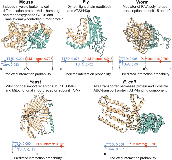 Fig. 3: Protein-protein interaction (PPI) example for each species that is predicted correctly by PLM-interact but not by TUnA and TT3D.