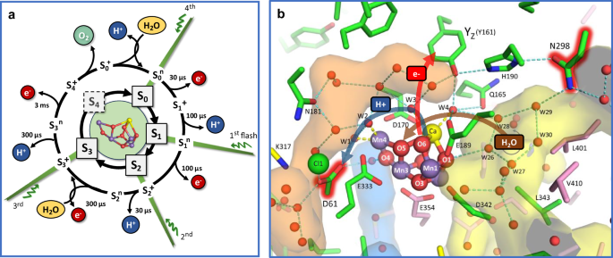 Fig. 1: Light-driven reaction cycle of PSII water oxidation and active-site Mn4CaO5-6 cluster with water molecules and selected residues in its environment.
