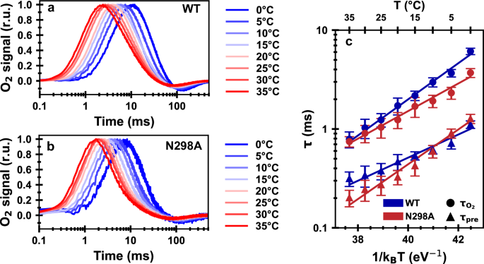 Fig. 2: Time-resolved O2-evolution polarography on PSII thylakoids from Synechocystis sp. PCC 6803.