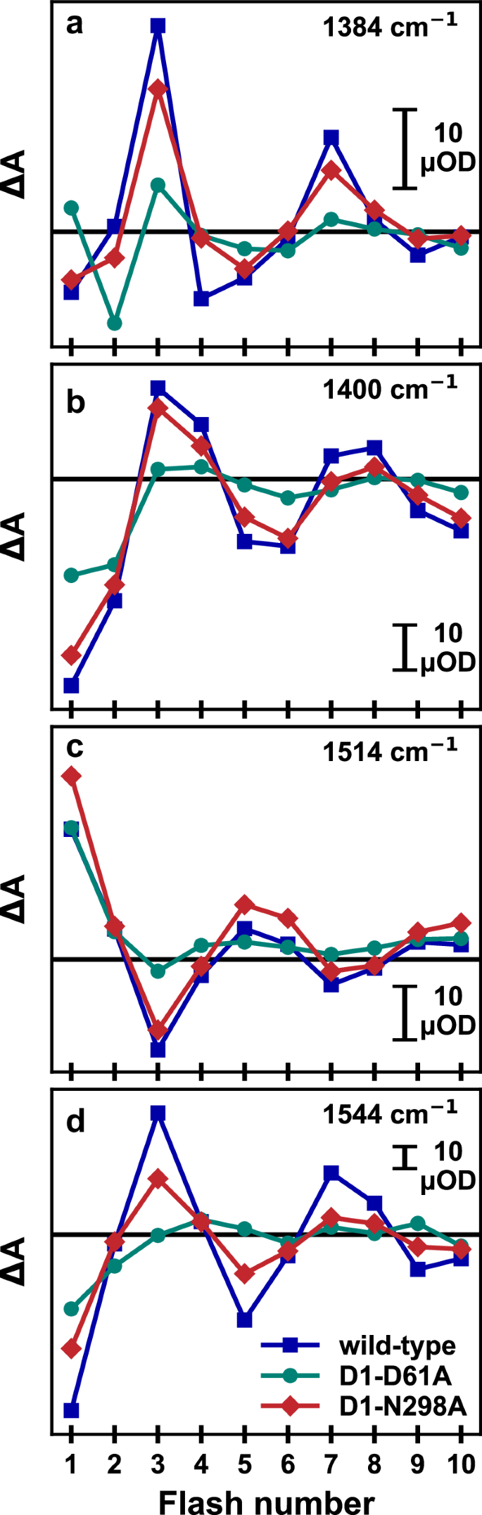 Fig. 3: Flash-number dependence of the IR difference absorption of PSII core complexes from Synechocystis sp. PCC 6803.