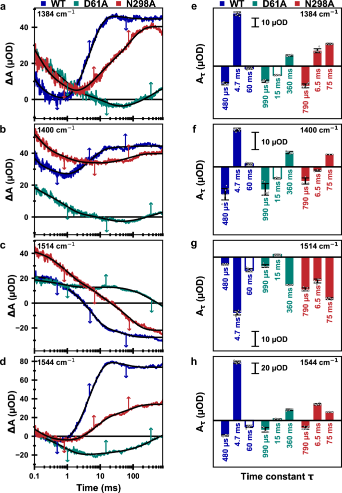 Fig. 4: Time-resolved IR data of the S3→S0 transition of PSII core particles from Synechocystis sp. PCC 6803 at 10 °C.