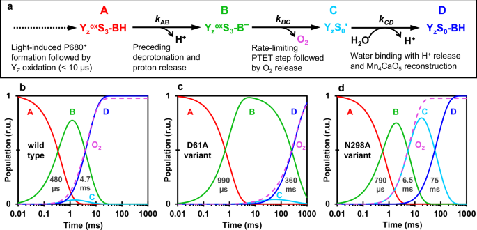 Fig. 5: Population of reaction intermediates during the oxygen-evolution transition (S3→S0).