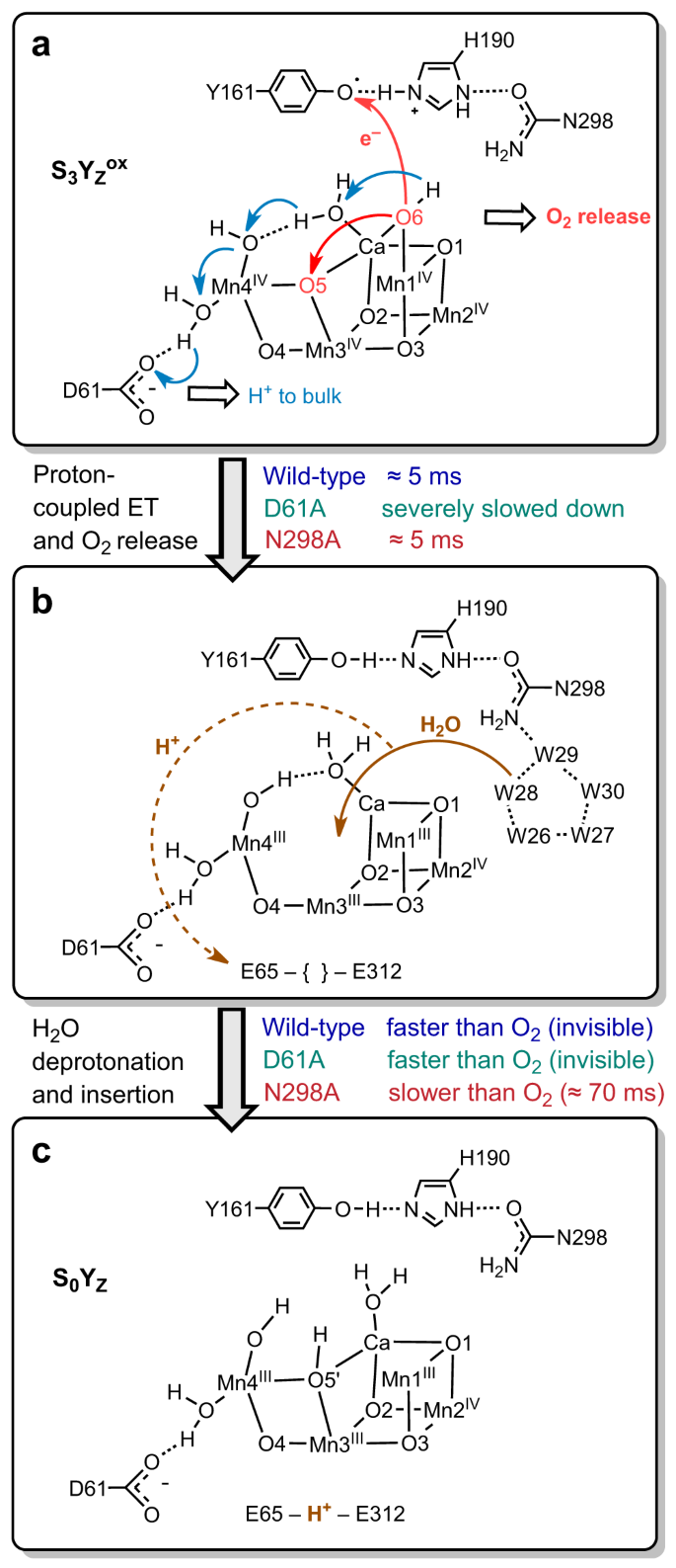 Fig. 6: Reaction scheme showing the Mn4CaOx cluster as well as the D61, Y161 (YZ), H190 and N298 residues during the S3→S0 transition.