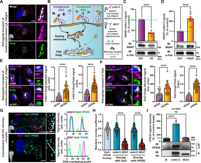 Fig. 1: Retrograde trafficking of inactive bent-closed α5β1 integrin.