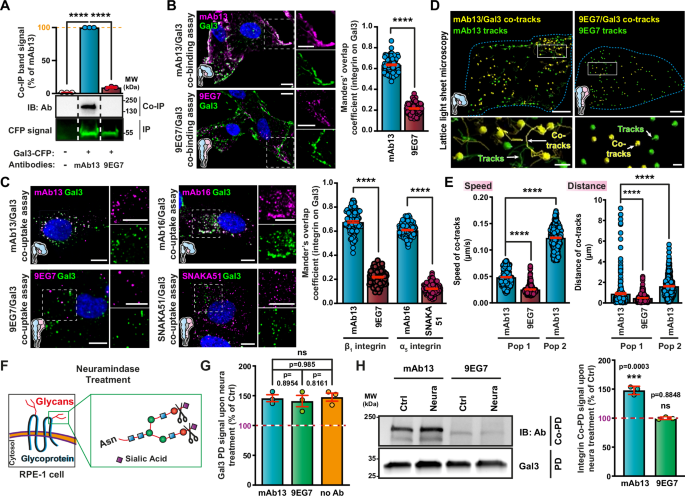 Fig. 2: Gal3 specifically interacts with inactive bent-closed α5β1 integrin.