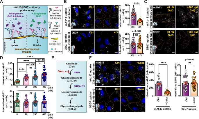 Fig. 3: Gal3 specifically drives the endocytosis of inactive bent-closed α5β1 integrin.
