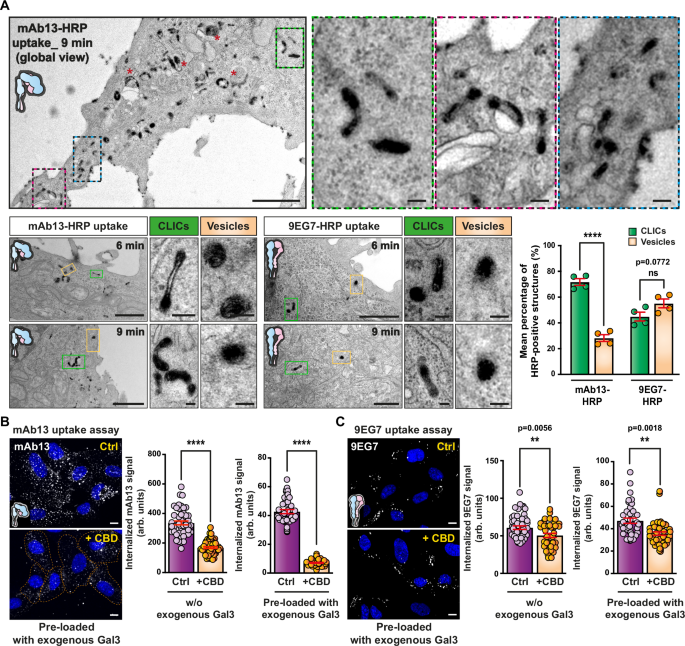 Fig. 4: Endocytosis of the inactive bent-closed α5β1 integrin via CLICs.