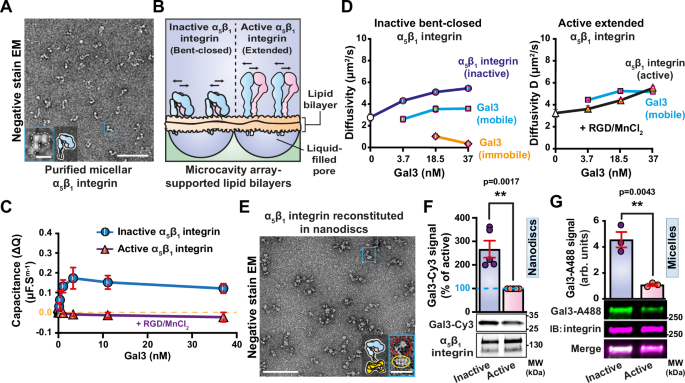 Fig. 5: Gal3 preferentially interacts with purified bent-closed α5β1 integrin.