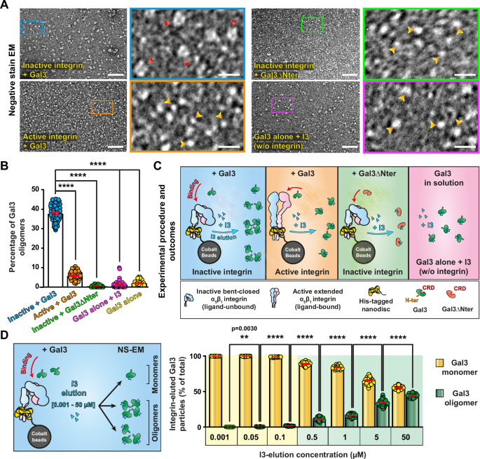 Fig. 6: Only inactive bent-closed α5β1 integrin nucleates the formation of Gal3 oligomers.