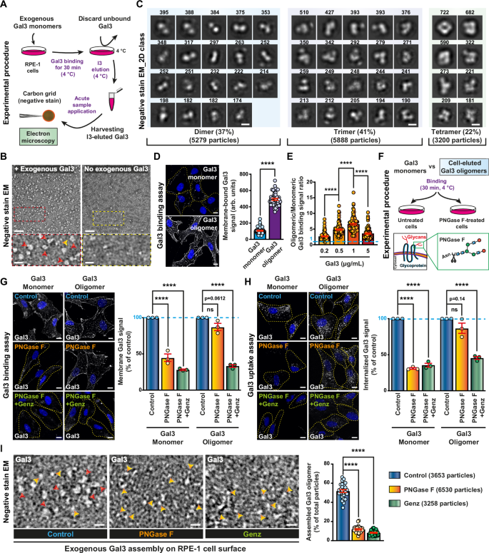 Fig. 7: Characterization of Gal3 oligomers from cells.