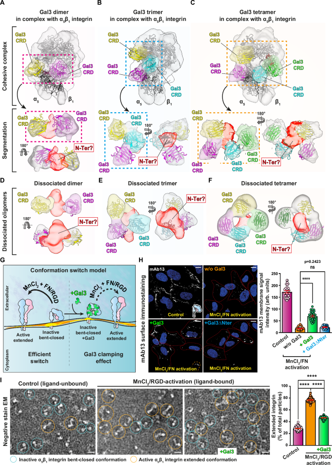 Fig. 8: Gal3 oligomers on inactive bent-closed α5β1 integrin and in isolation.