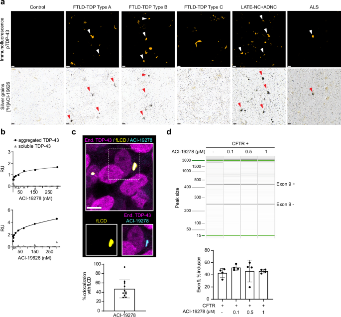 Fig. 2: Binding specificity of ACI-19278 and ACI-19626 to aggregated TDP-43.