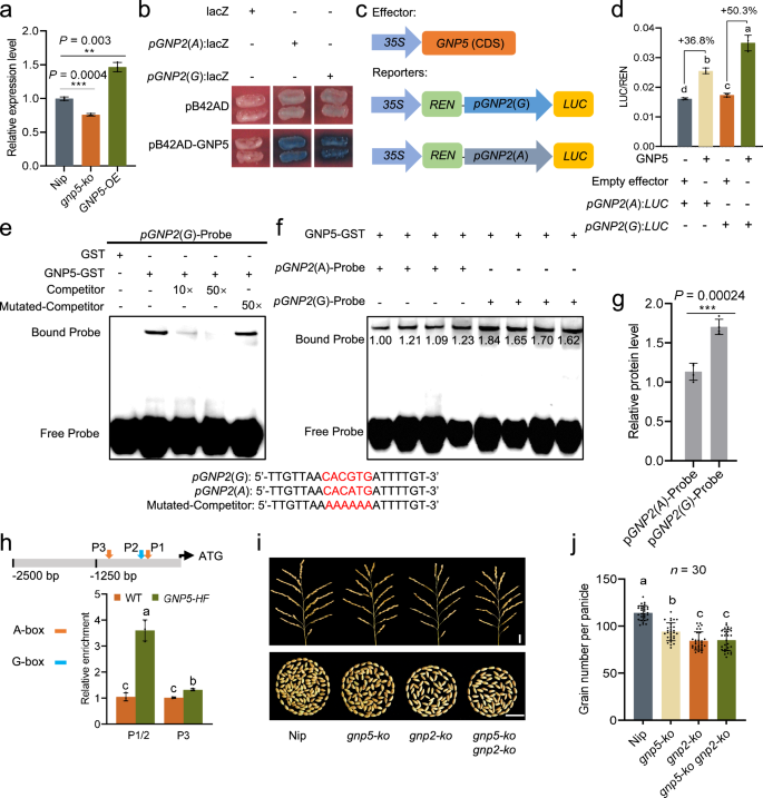 Fig. 3: GNP2 is directly regulated by GNP5.
