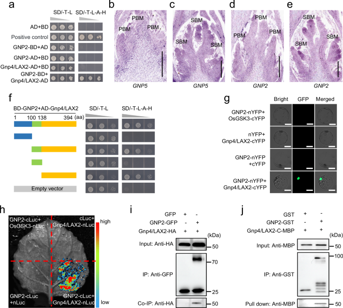 Fig. 4: GNP2 interacts with Gnp4/LAX2.