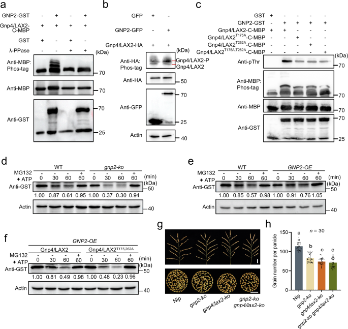 Fig. 5: GNP2 phosphorylates and enhances the stability of Gnp4/LAX2.