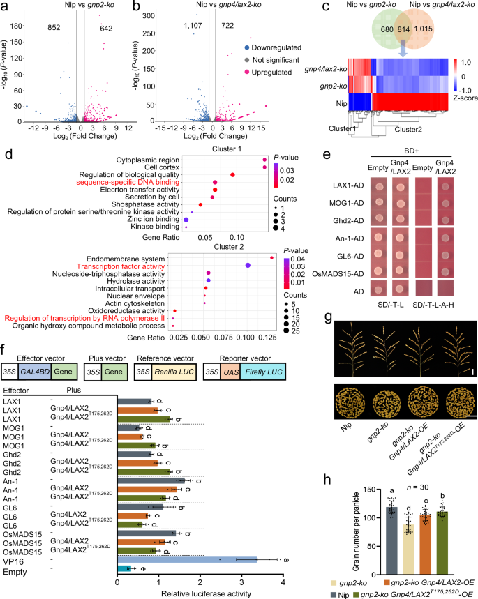 Fig. 6: The downstream genes involved in the GNP2-Gnp4/LAX2 pathway were identified by RNA-seq analysis.