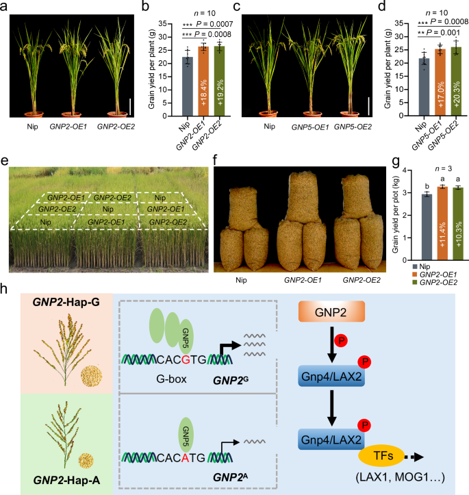 Fig. 8: Overexpression of GNP2 and GNP5 improves rice yield.