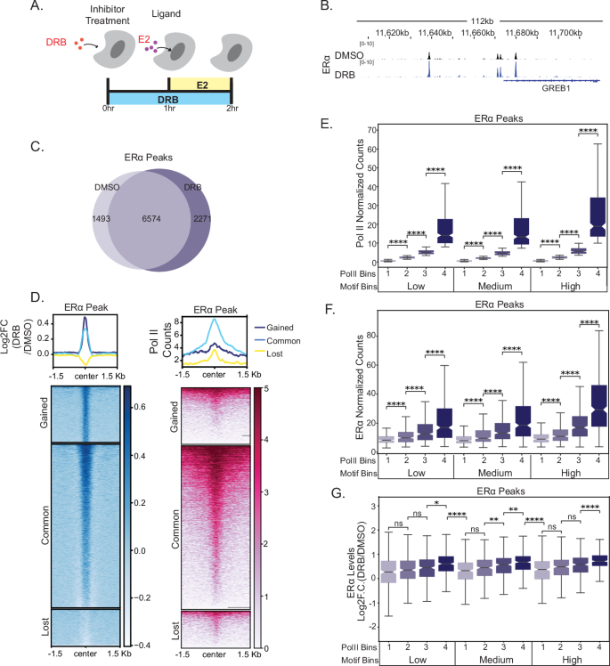 Fig. 1: Transcription elongation inhibition enhances ERα binding on chromatin.