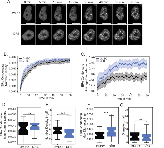 Fig. 2: Transcription elongation inhibition leads to bigger and fast forming ERα condensates.