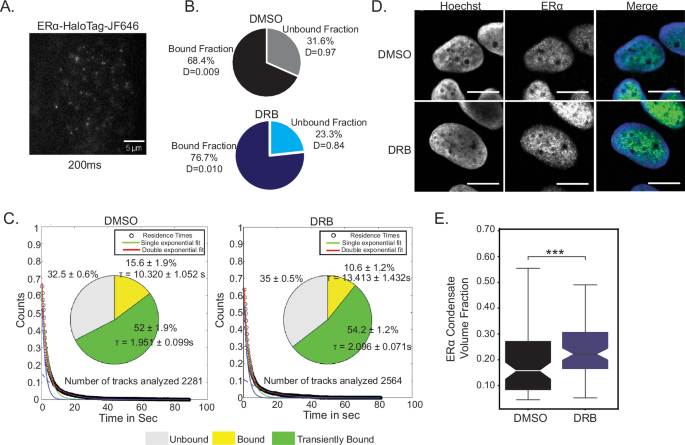 Fig. 3: Single tracking revealed higher bound fraction and residence time of ERα on chromatin upon Pol II pausing.