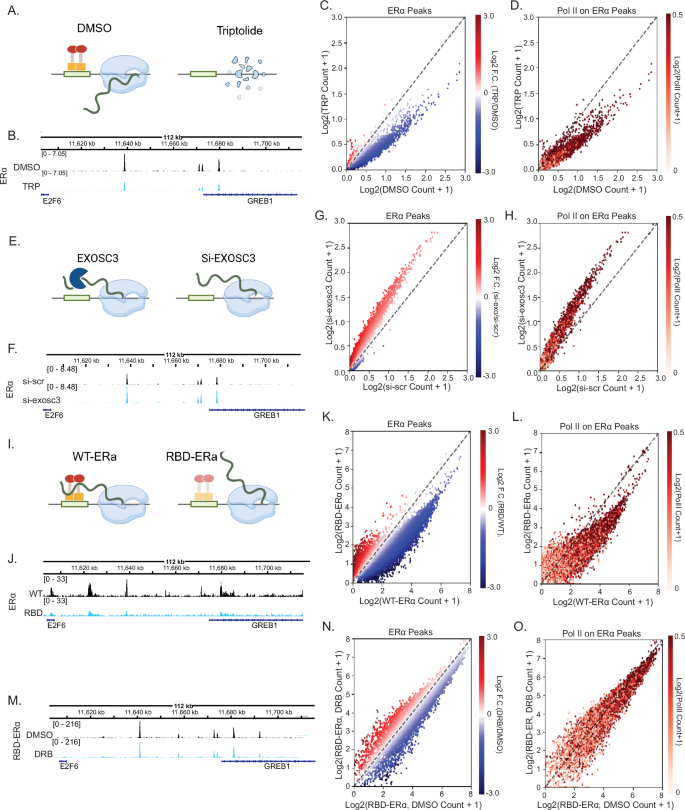 Fig. 4: RNA from the paused sites contributes to ERα accumulation.