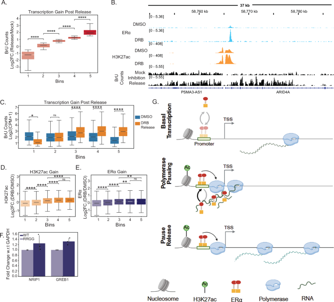 Fig. 6: Higher ERα binding and H3K27ac gain upon Pol II pausing correlates with increased transcription after pausing release.