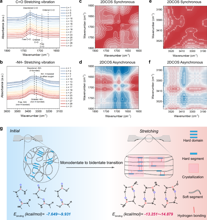 Fig. 3: Change in hydrogen bonding during stretching.