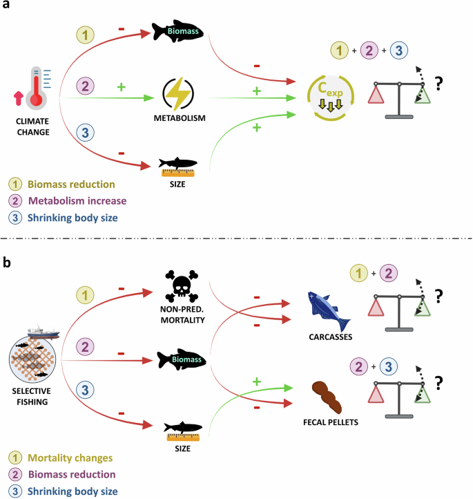 Fig. 1: Hypothesized mechanisms of climate change and fisheries impacts on marine macrofauna biomass and carbon export.