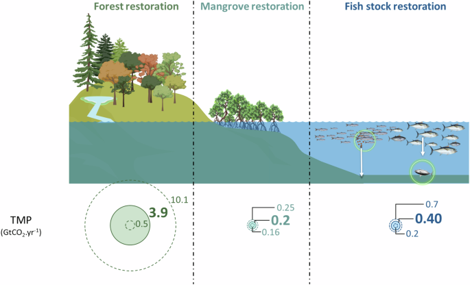 Fig. 6: Comparison of the Technical Mitigation Potential  (TMP, GtC yr−1) between NbCS aiming to restore three major ecosystems: forests, mangroves, and macrofauna biomass.