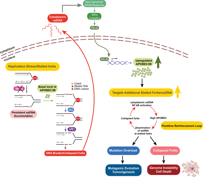 Fig. 10: Proposed model of APOBEC3B-driven mutagenesis and genomic instability in BRCA2-deficient cells.