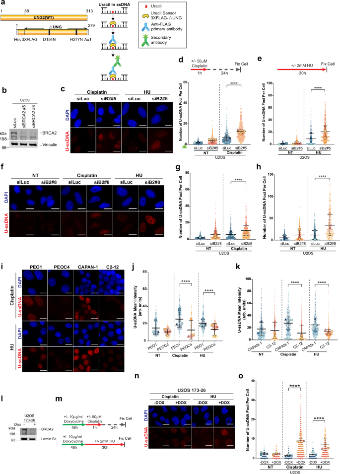 Fig. 1: Replication stress induces uracil accumulation in BRCA2-deficient cells.