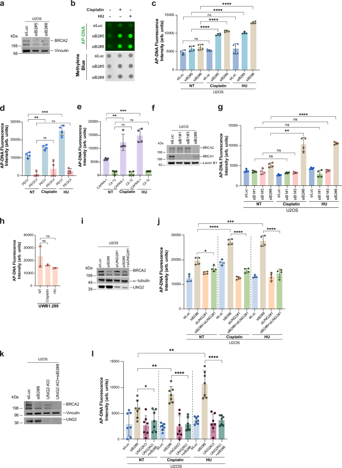 Fig. 3: UNG2-driven uracil removal induces abasic site accumulation in BRCA2-deficient cells upon replication stress.