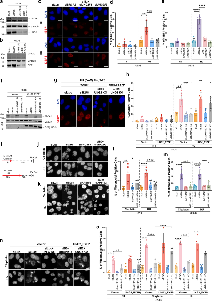 Fig. 4: UNG2 and APE1 drive genomic instability in BRCA2-deficient cells.