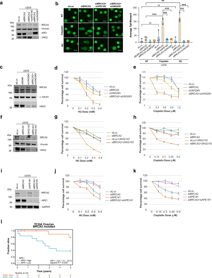 Fig. 5: UNG2 and APE1 drive genomic instability in BRCA2-deficient cells.