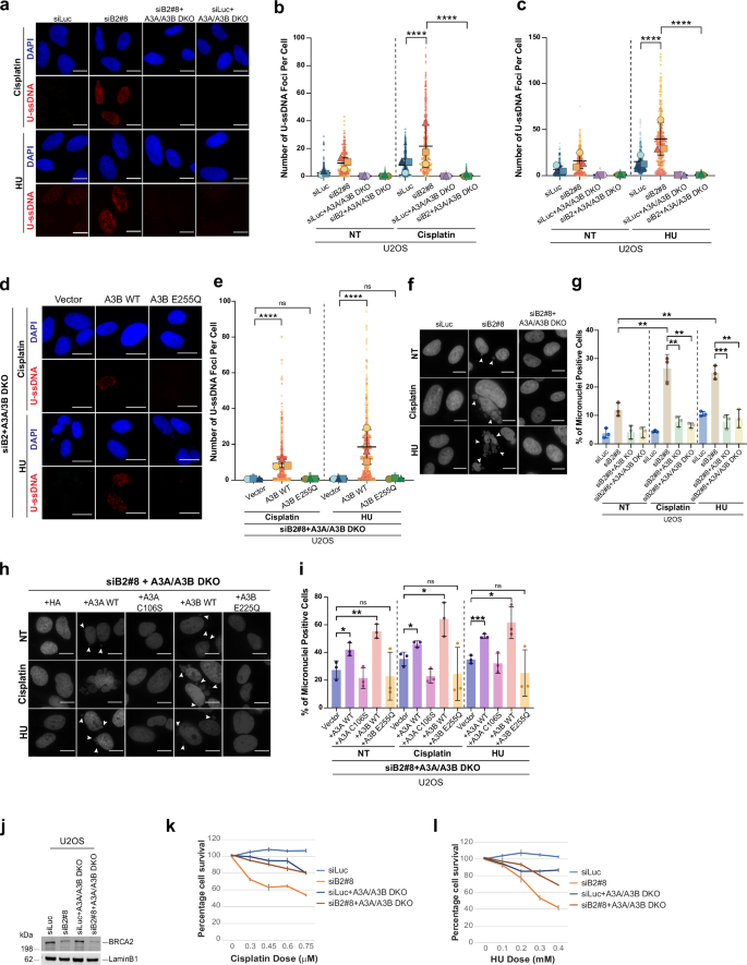 Fig. 6: APOBEC-induced uracil accumulation drives genomic instability in BRCA2-deficient cells undergoing replication stress.