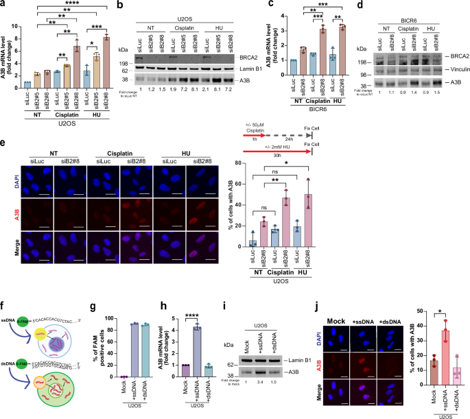 Fig. 7: A3B expression is induced by replication stress and ssDNA.