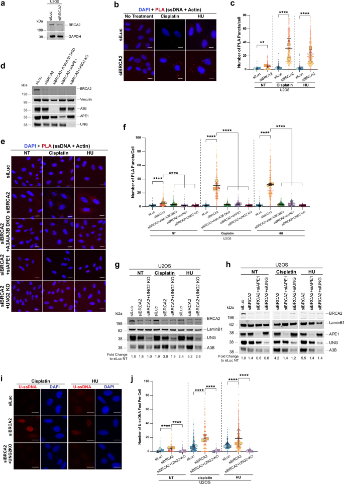 Fig. 8: BRCA2 deficiency induces accumulation of cytoplasmic ssDNA.