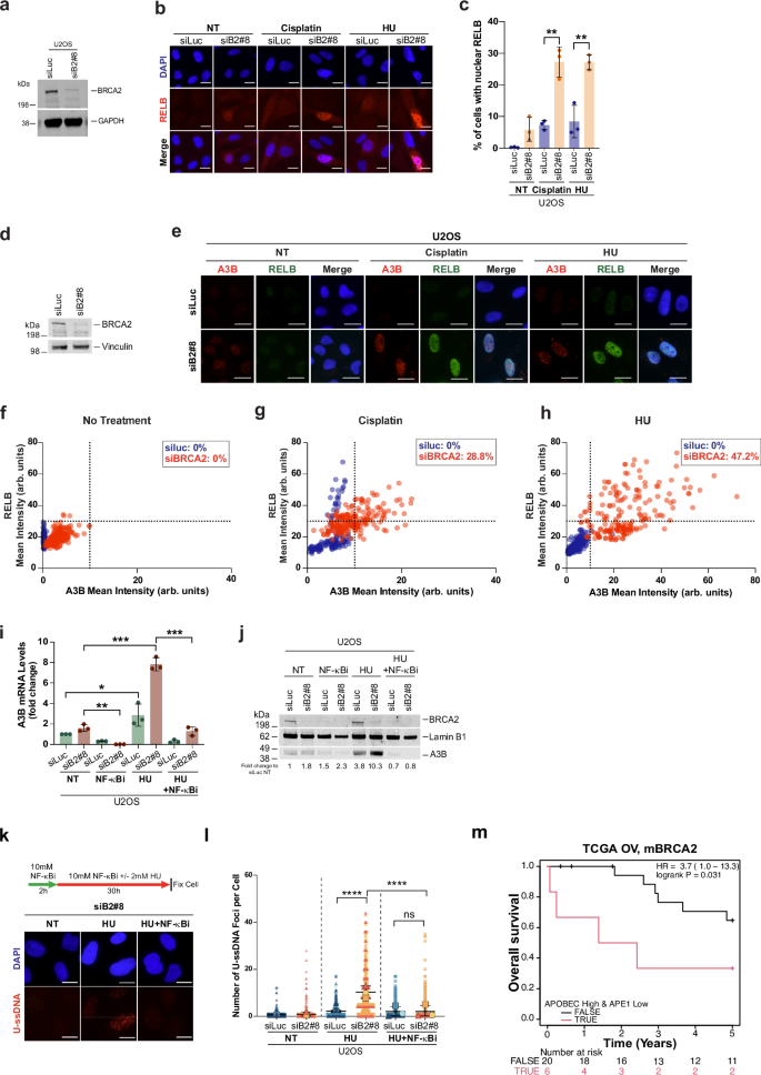 Fig. 9: NF-κB signaling drives increased APOBEC3B expression upon replication stress in BRCA2-deficient cells.